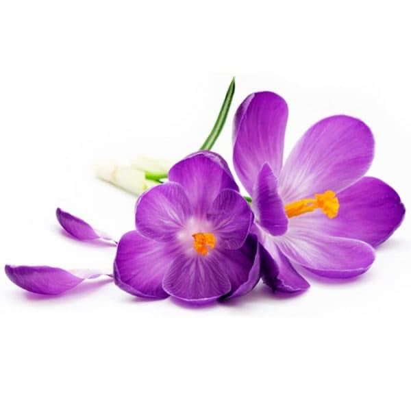 Le parfum Violette olfakt